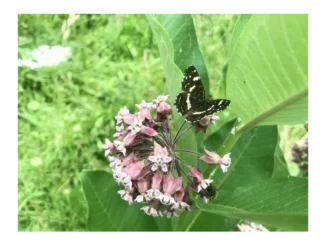 Nepůvodní rostliny a jejich nečekané důsledky