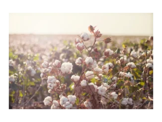 Tchibo a nový standard udržitelné bavlny