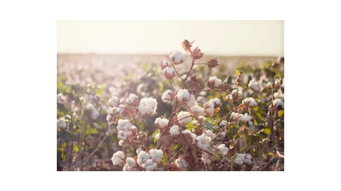 Tchibo a nový standard udržitelné bavlny
