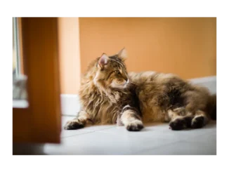 Proč je důležitá péče o seniorní kočky v domácnosti