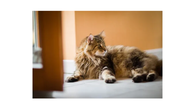 Proč je důležitá péče o seniorní kočky v domácnosti