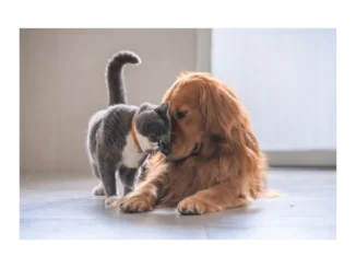 Objevte Dog & Cat TV: nový zážitek pro mazlíčky