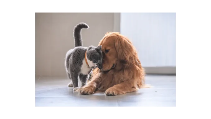 Objevte Dog & Cat TV: nový zážitek pro mazlíčky