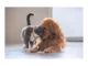 Objevte Dog & Cat TV: nový zážitek pro mazlíčky